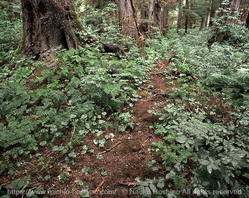 ギャラリー | 星野道夫事務所公式サイト