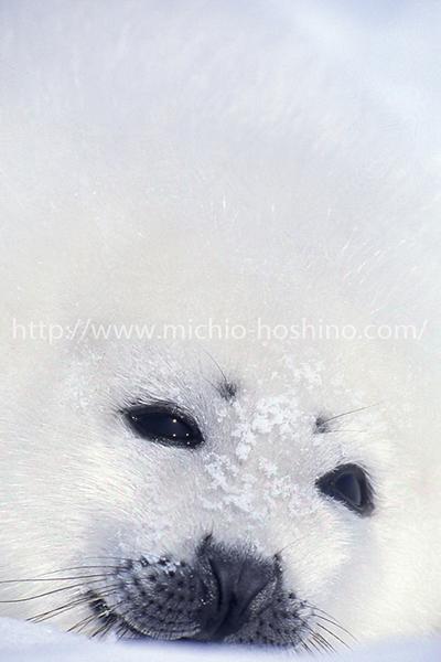 星野道夫 まとめ売り ARCTIC ODYSSEY & Alaska 星野道夫 - メルカリ